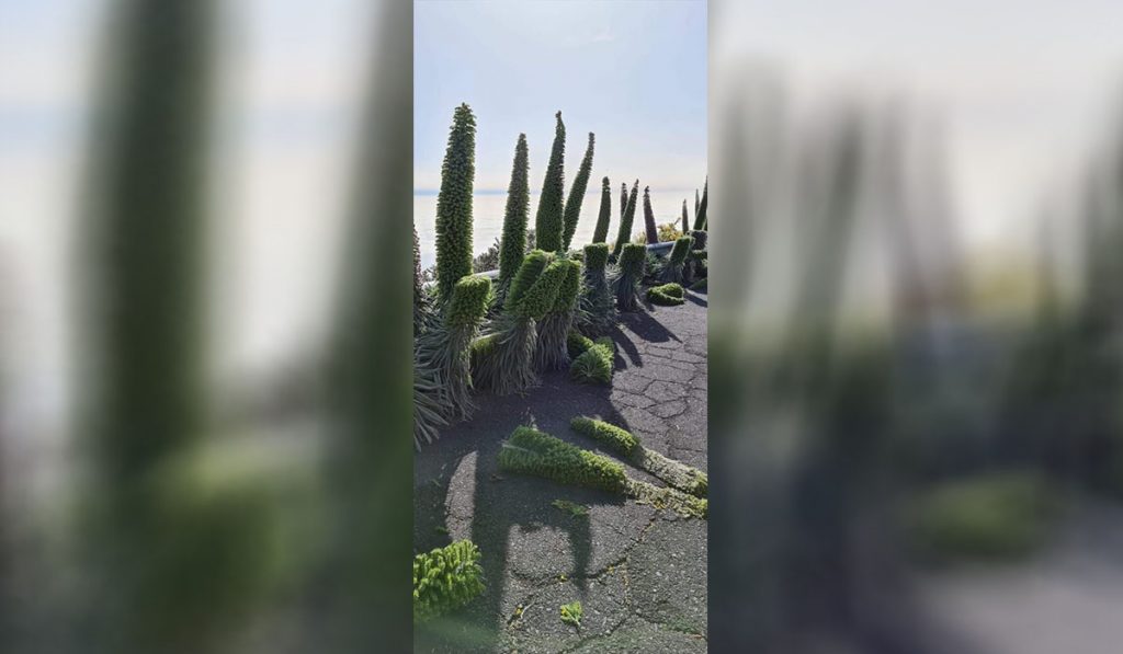 Acto vandálico: aparecen tajinastes cortados por la mitad en La Palma