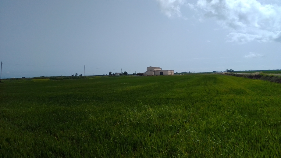 Campo de arroz en el delta del Ebro. / DA