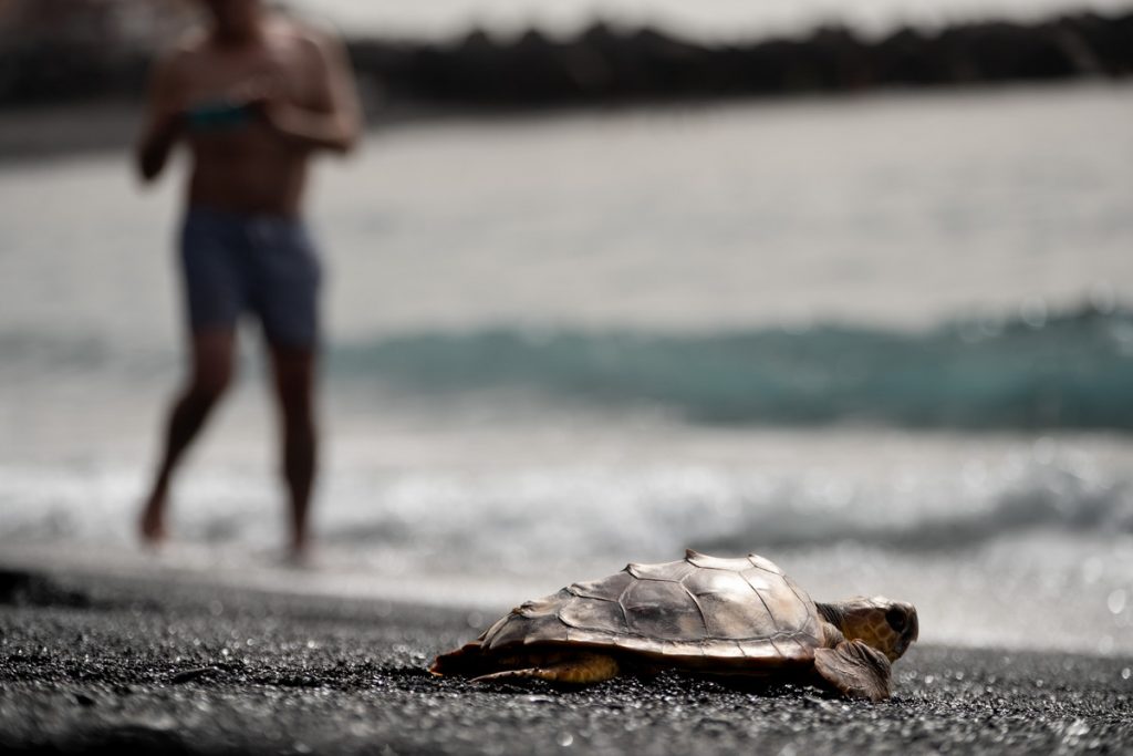 ‘SOS Tortugas Marinas’: llamada de emergencia sobre la situación que sufren por la acción humana