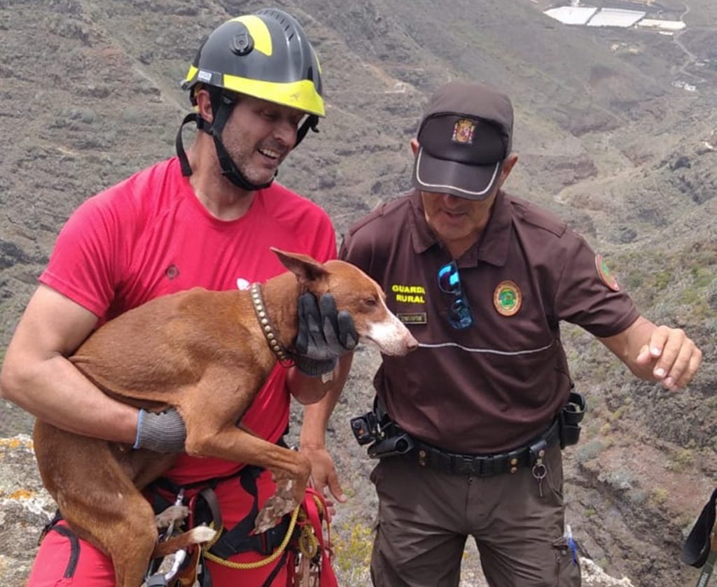 Uno de los bomberos de La Laguna junto a Curiosa, la podenco rescatada. DA
