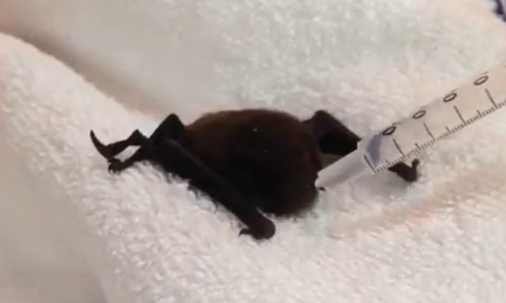 Un murciélago entra en una guagua en Tenerife. @MedioNaturalTF