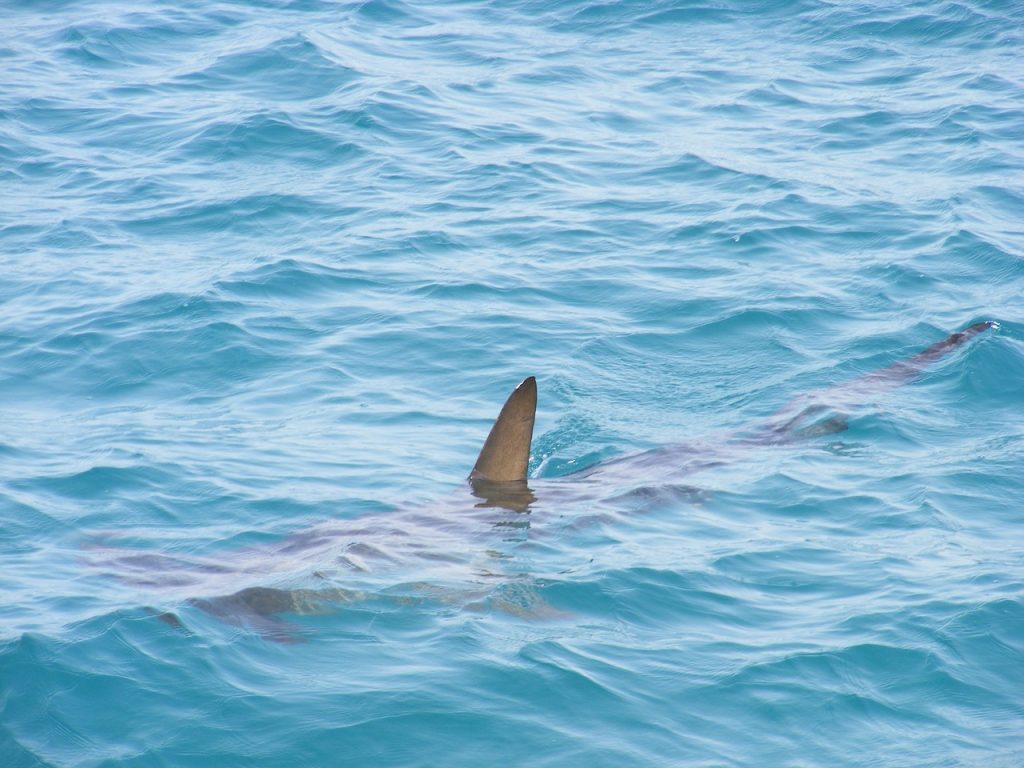 Imagen de recurso de un tiburón. / Pixabay