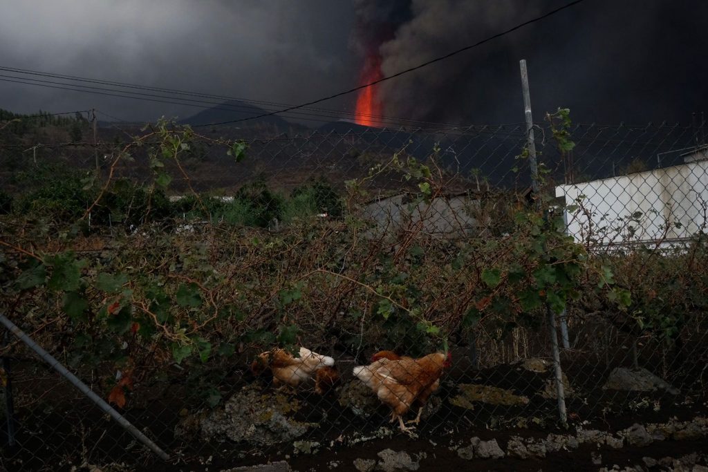 Dos gallinas pasan frente a una propiedad amenazada por la colada de lava, al fondo. /Fran Pallero