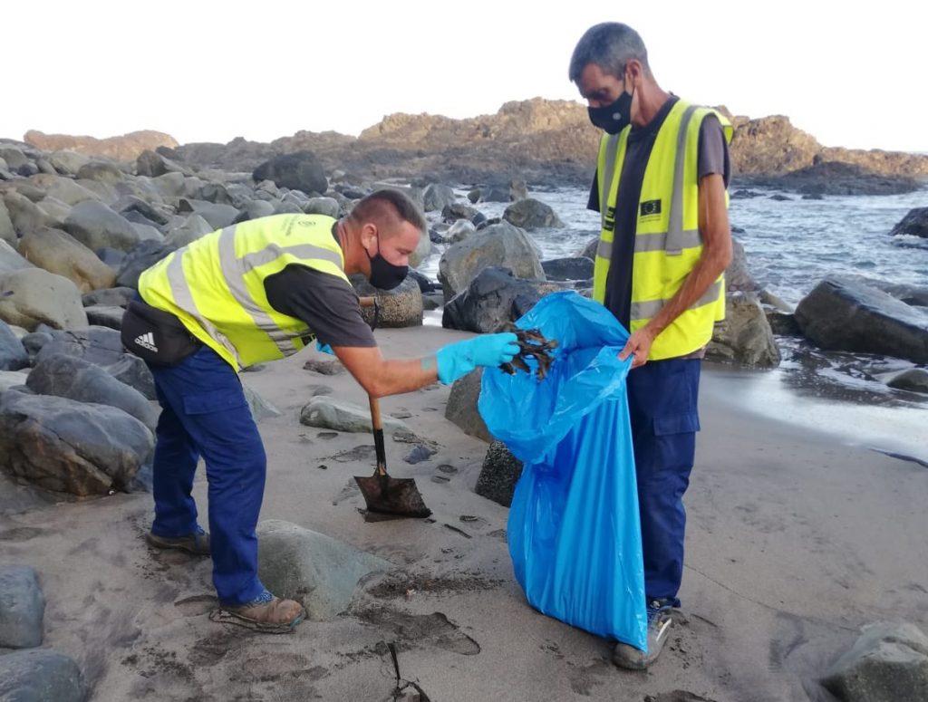 Operarios del Ayuntamiento capitalino han retirado gran cantidad de piche en las playas de Anaga. DA
