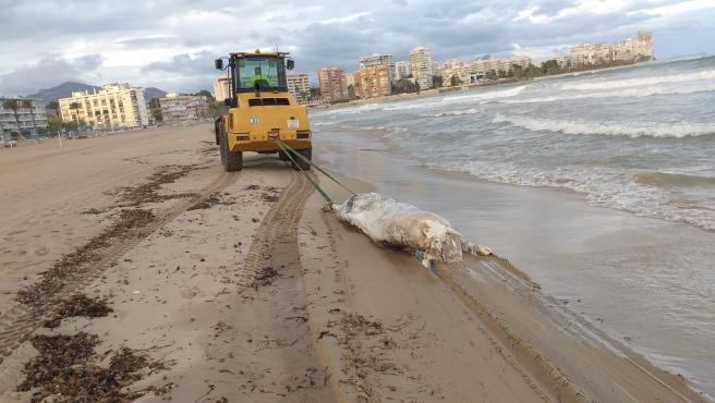 Operarios retiran el cadáver de la vaca de 600 kg hallada en una playa de El Campello. Ayuntamiento de El Campello