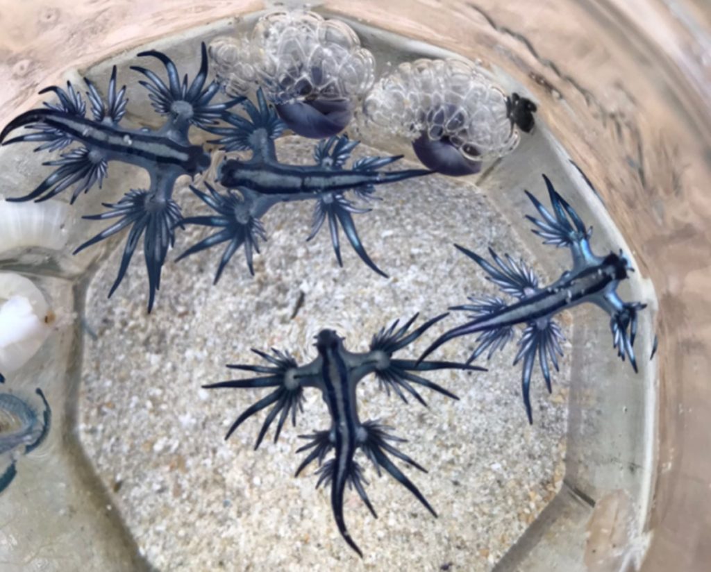 'Dragón azul': hallan en Canarias una especia cuya picadura es "muy peligrosa"