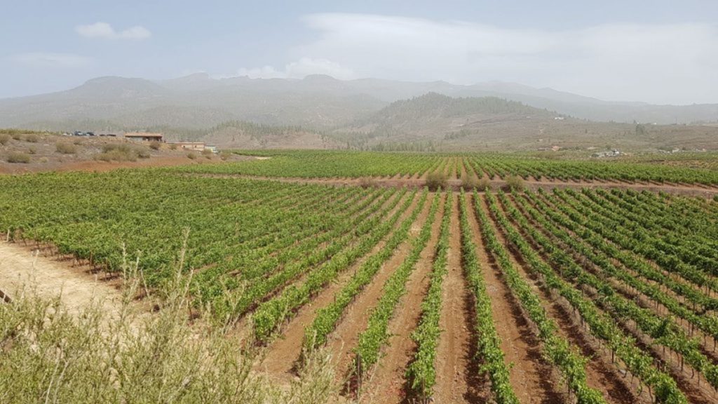 Plantación agrícola en el sur de Tenerife.