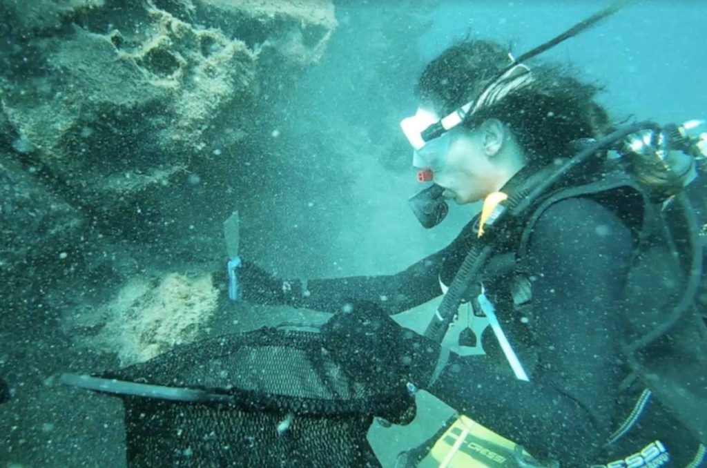 Investigadores de la ULL encuentran las primeras evidencias de microplásticos en erizos de mar en Canarias