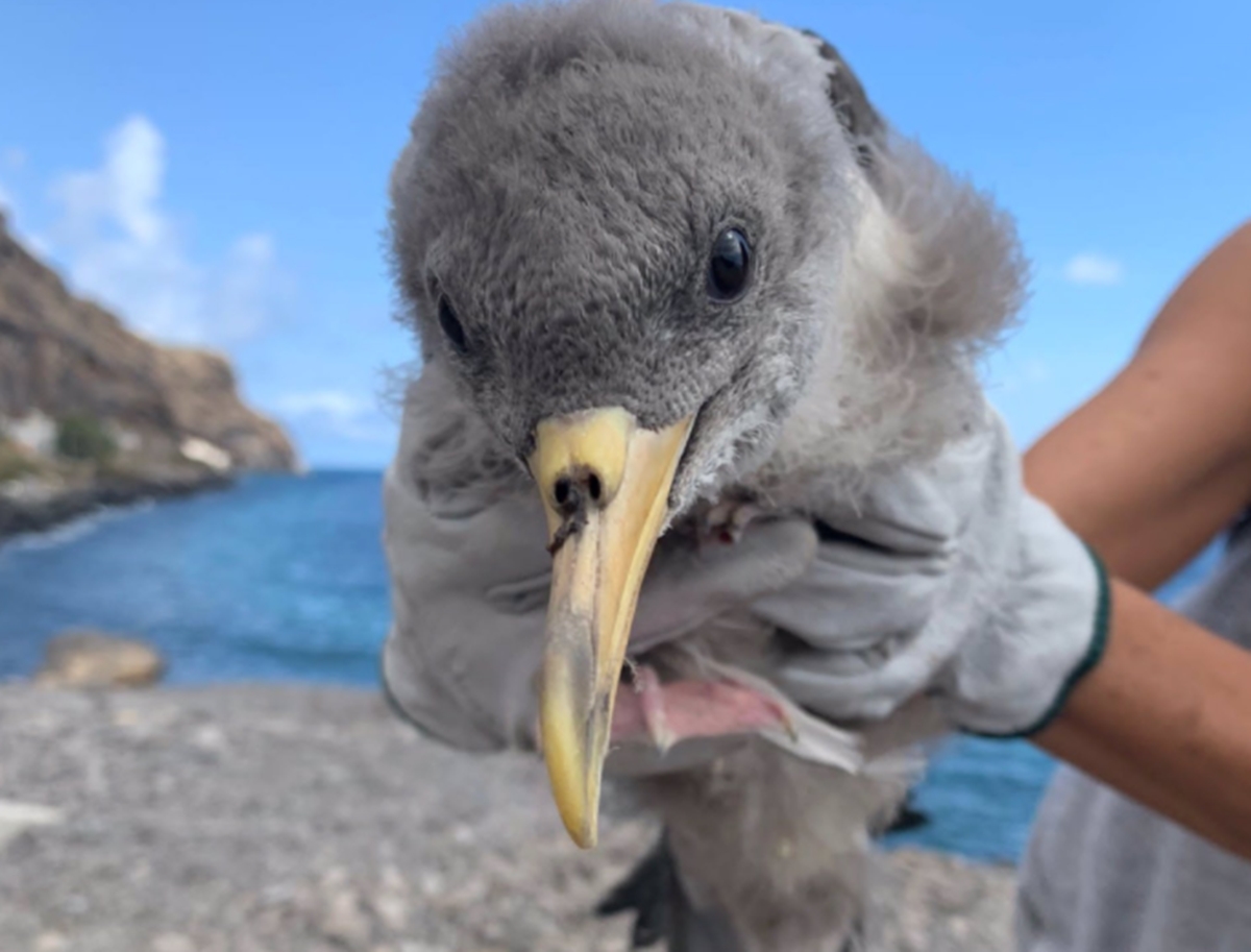 Rescatan 3.353 pardelas cenicientas en otoño en Tenerife, una cifra récord