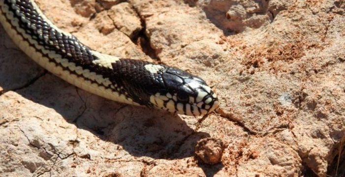 La culebra californiana extingue a los reptiles exclusivos de Gran Canaria en las zonas invadidas