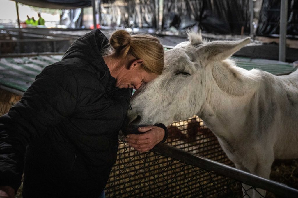 Annabel saluda a su burro ‘Sancho’, en el centro de acogida temporal para animales de granja de El Paso. Kike Rincón.