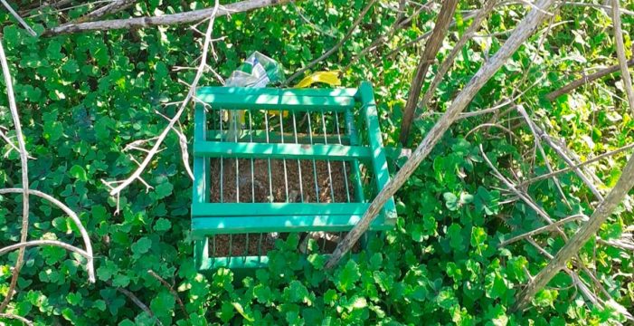 Retiran trampas ilegales para capturar aves silvestres en la zona de Valle Colino