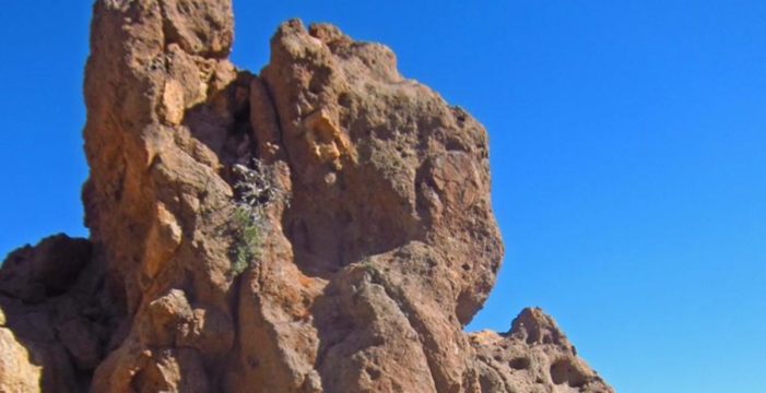 Encuentran en el Teide el árbol más viejo de la Unión Europea