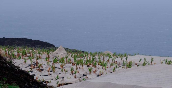 La Palma habilitará un servicio para la recogida de escombros de los invernaderos afectados por el volcán