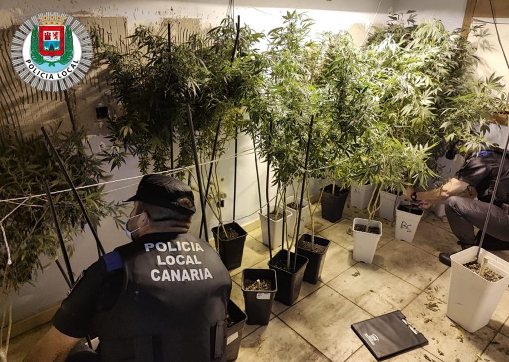 La Policía Local acude a una pelea con machetes y encuentran una plantación de marihuana de forma inesperada. Twitter