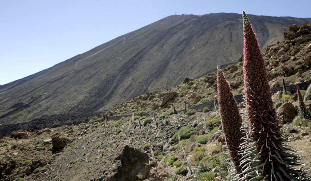 The best hiking routes in Tenerife.  Red tajinaste.  |  Archive