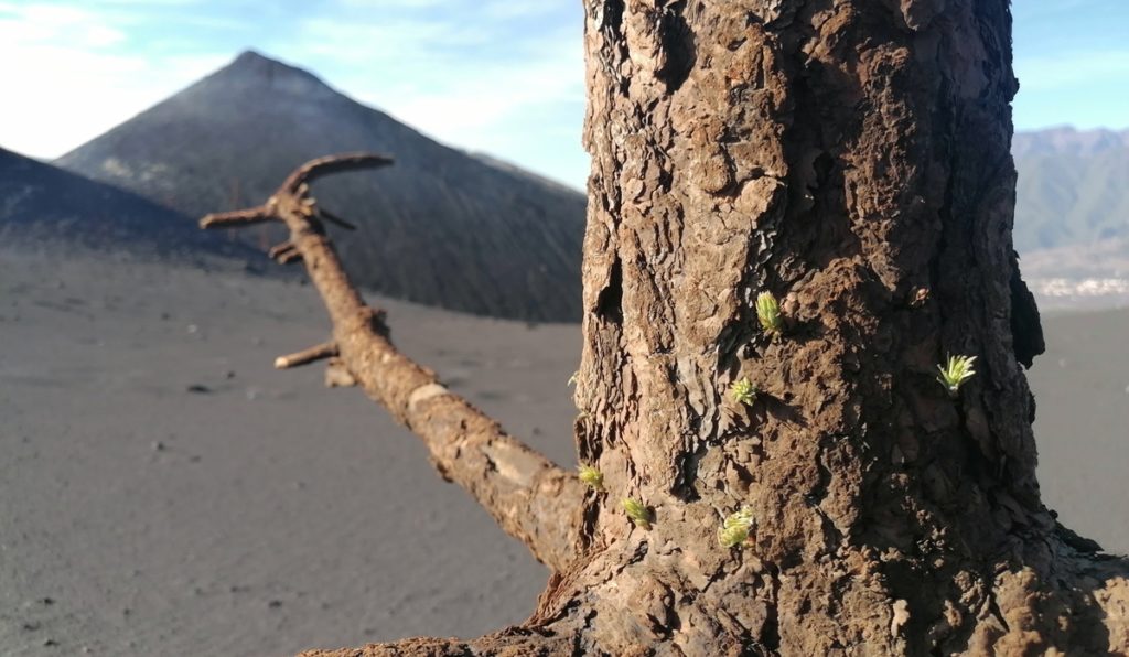 Pino canario que sobrevivió al volcán de La Palma. DA