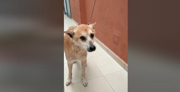 De un hogar a otro pasando por las peores manos, la vida del perro ‘Coyote’ en Tenerife