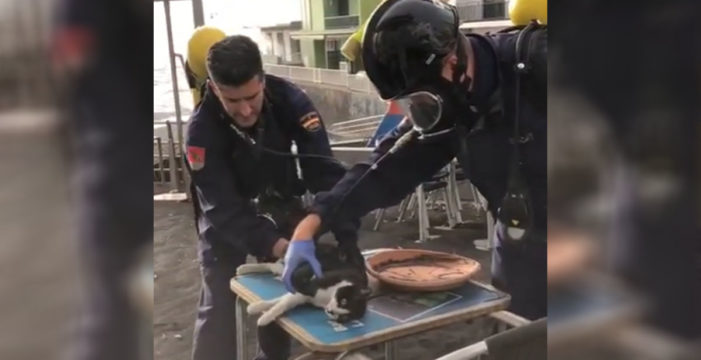 “¡Vamos, vamos!”: policías reaniman a un gato que se había asfixiado en La Palma