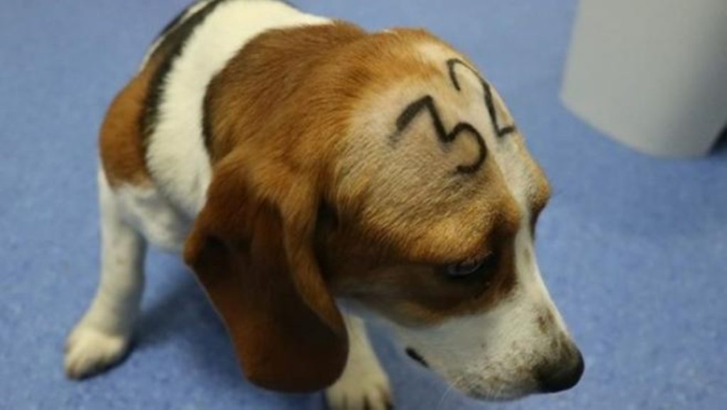 Quieren sacrificar a 32 perros 'beagle' para un proyecto de investigación. Imagen de archivo