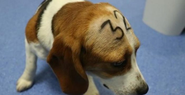 Quieren sacrificar a 32 perros ‘beagle’ para un proyecto de investigación: “Es innecesario y cruel”