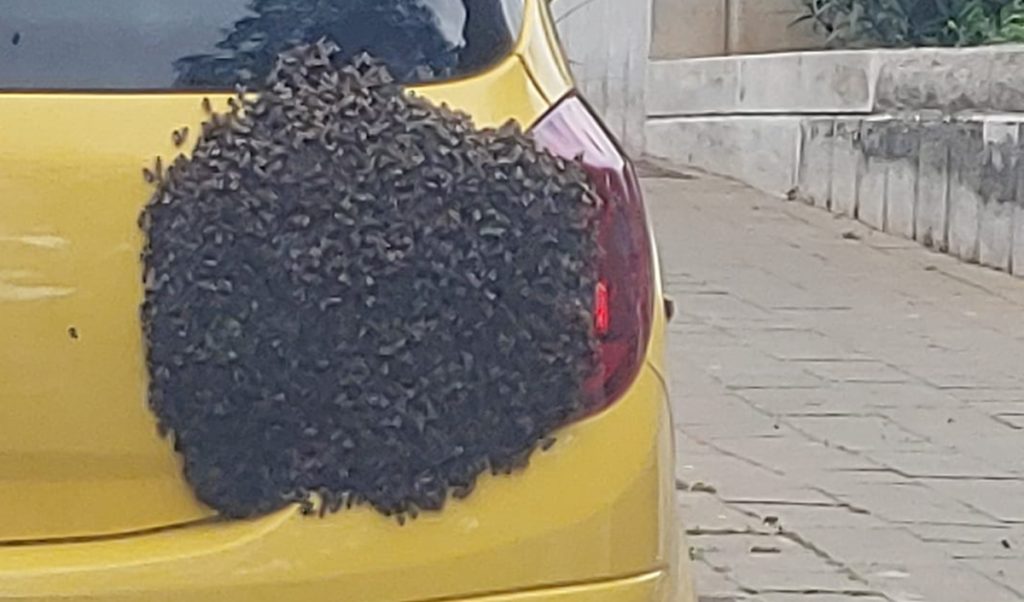 Enjambre de abejas en un coche en Ofra. Twitter Policía Local de Santa Cruz