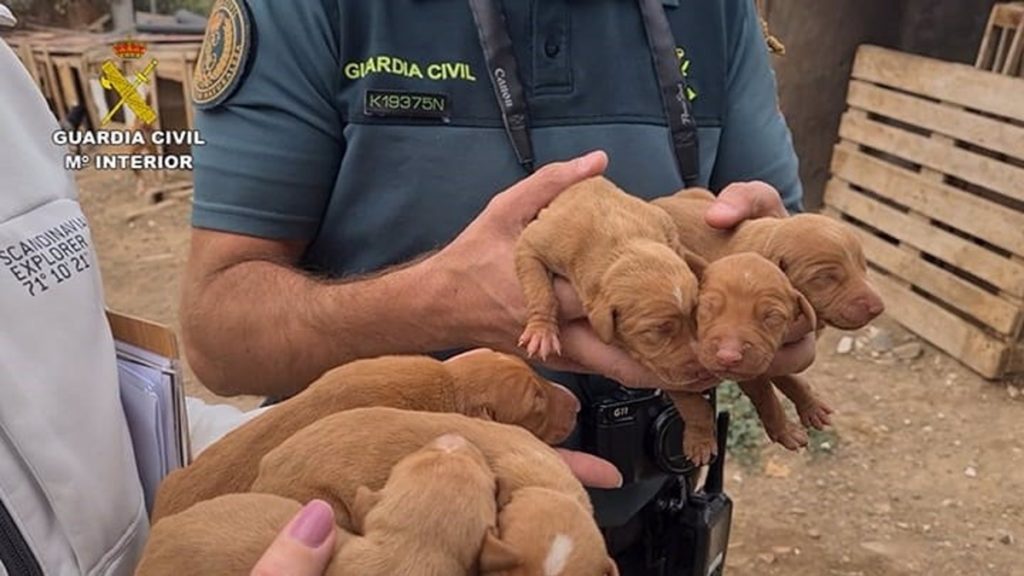 La Guardia Civil ha rescatado en Arucas a 39 perros y 6 cachorros. EP