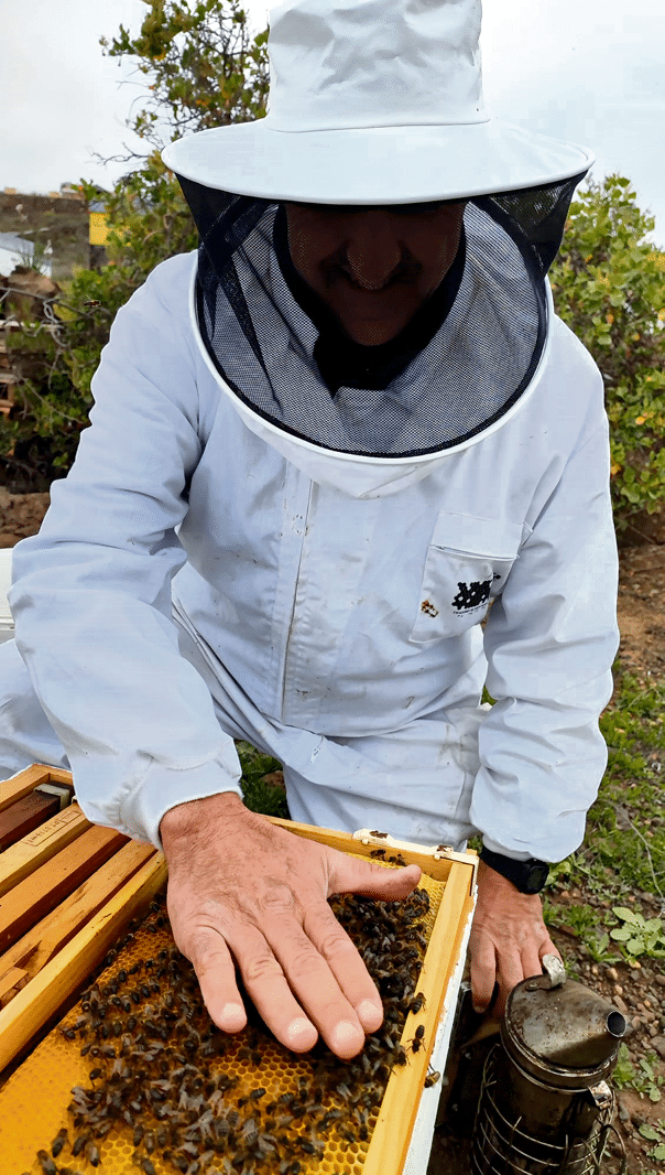 Objetivo: salvar a la abeja negra canaria