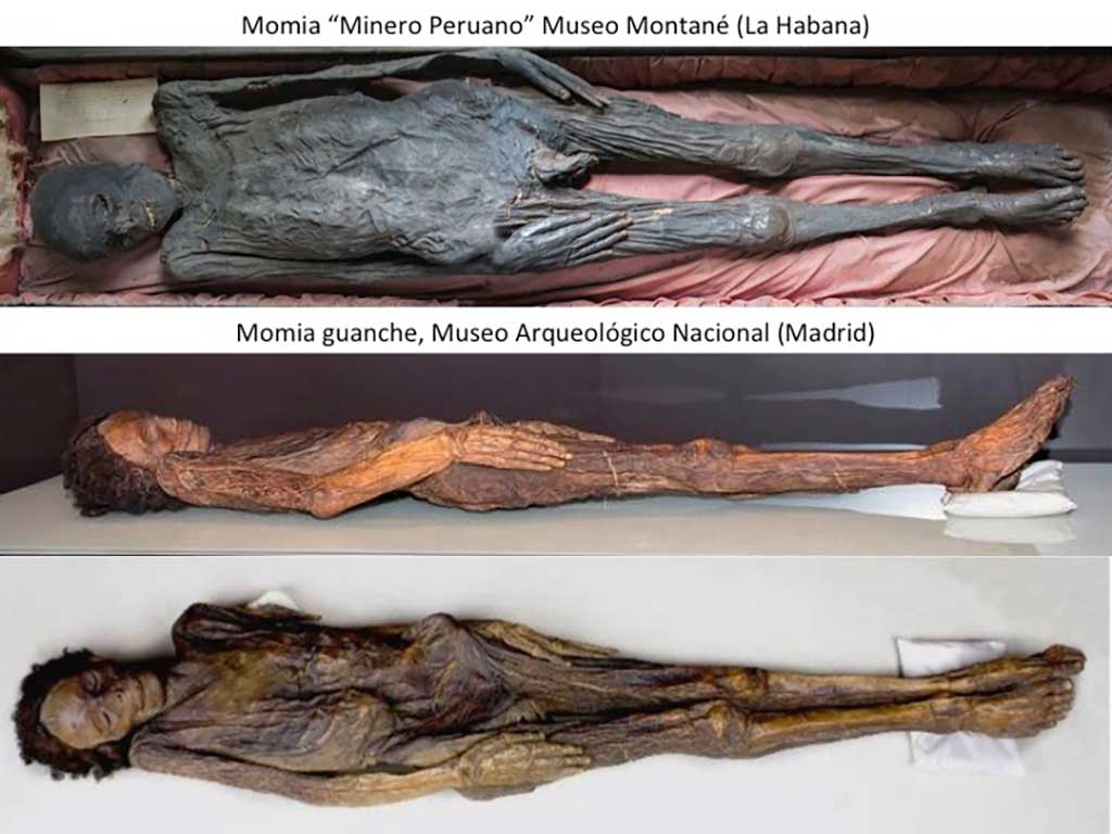 Contrastación momia Montané con momia guanche