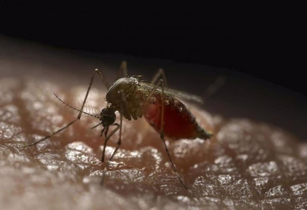 Aegypti, los mosquitos en La Palma que fueron detectados a través de "mecanismos preventivos"