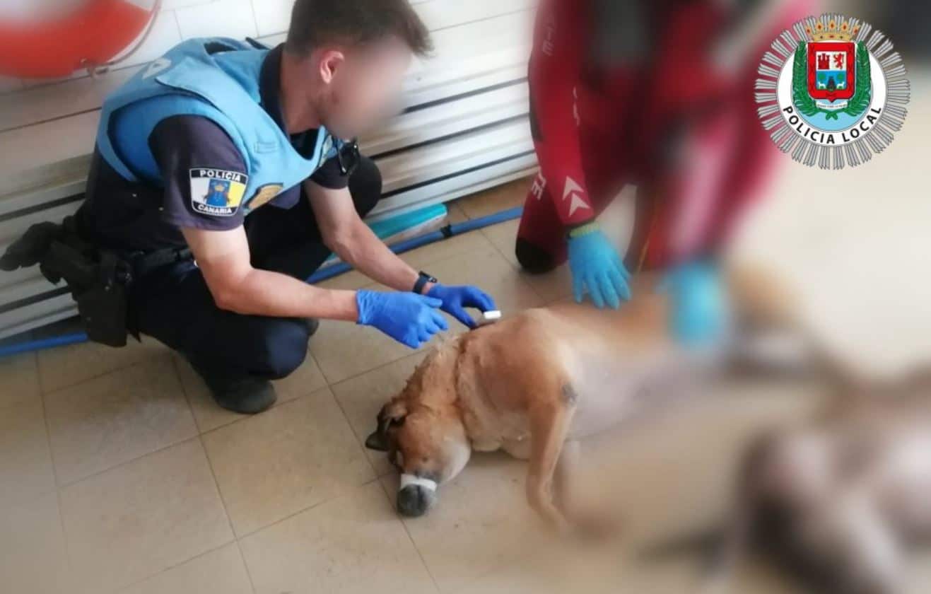 Maltrato animal en Canarias