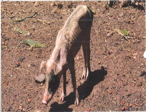 Precintan una granja en La Gomera con 60 cerdos desnutridos