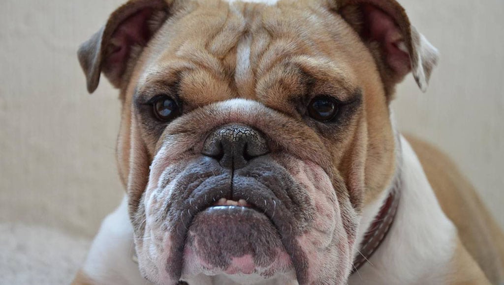 Piden modificar la cría del bulldog inglés por motivos de salud