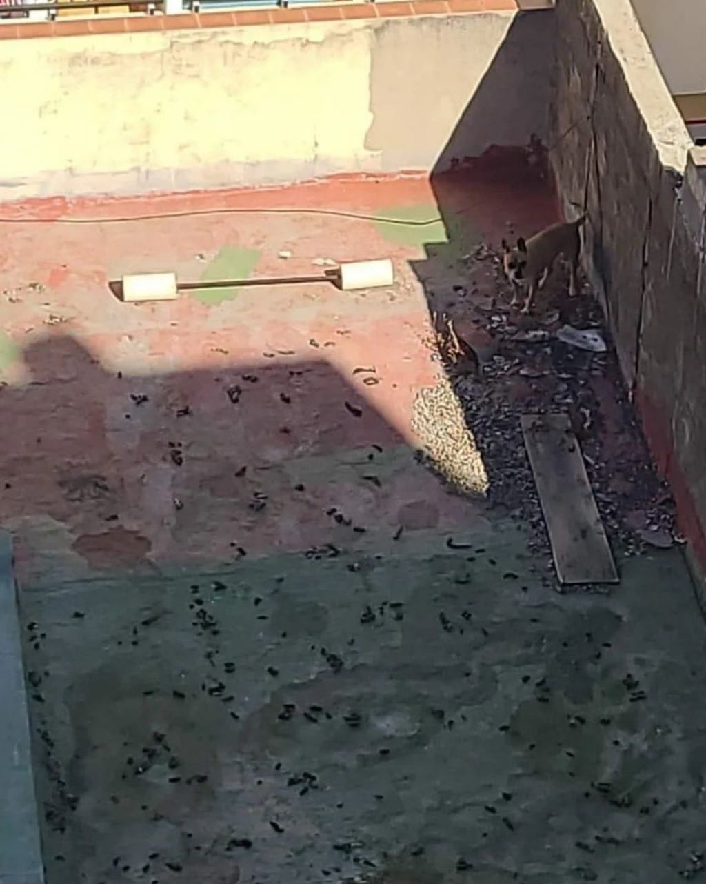"Yo la saco de ese infierno": localizan a una perra abandonada en una azotea de Tenerife
