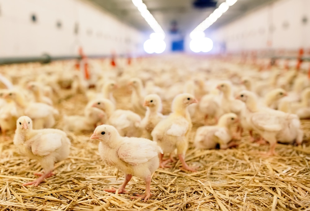 Los granjeros ponen fecha al posible desabastecimiento de pollo en España