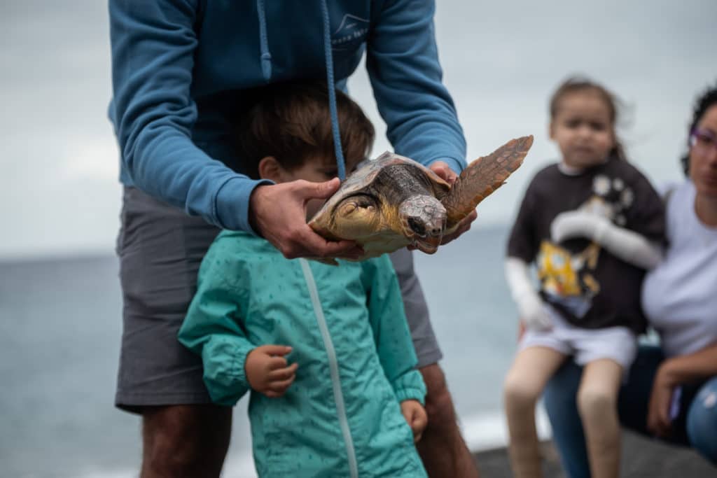 La Fundación DIARIO DE AVISOS impulsa la liberación de cinco tortugas en el mar. Fran Pallero