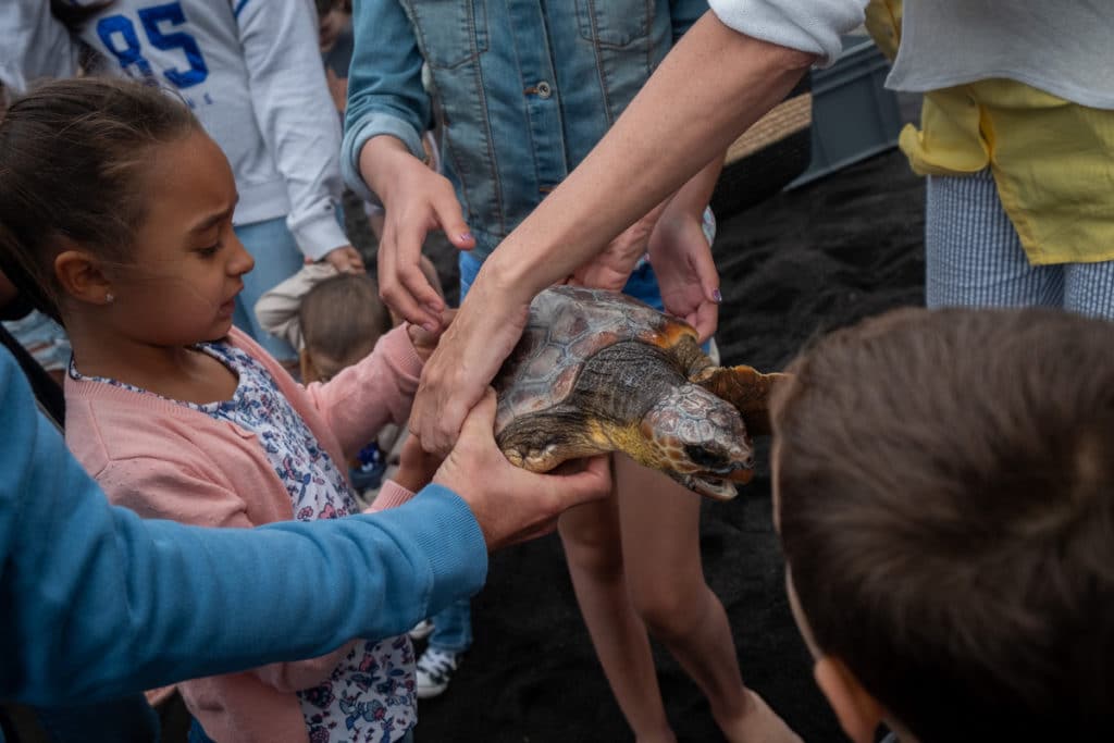 La Fundación DIARIO DE AVISOS impulsa la liberación de cinco tortugas en el mar. Fran Pallero