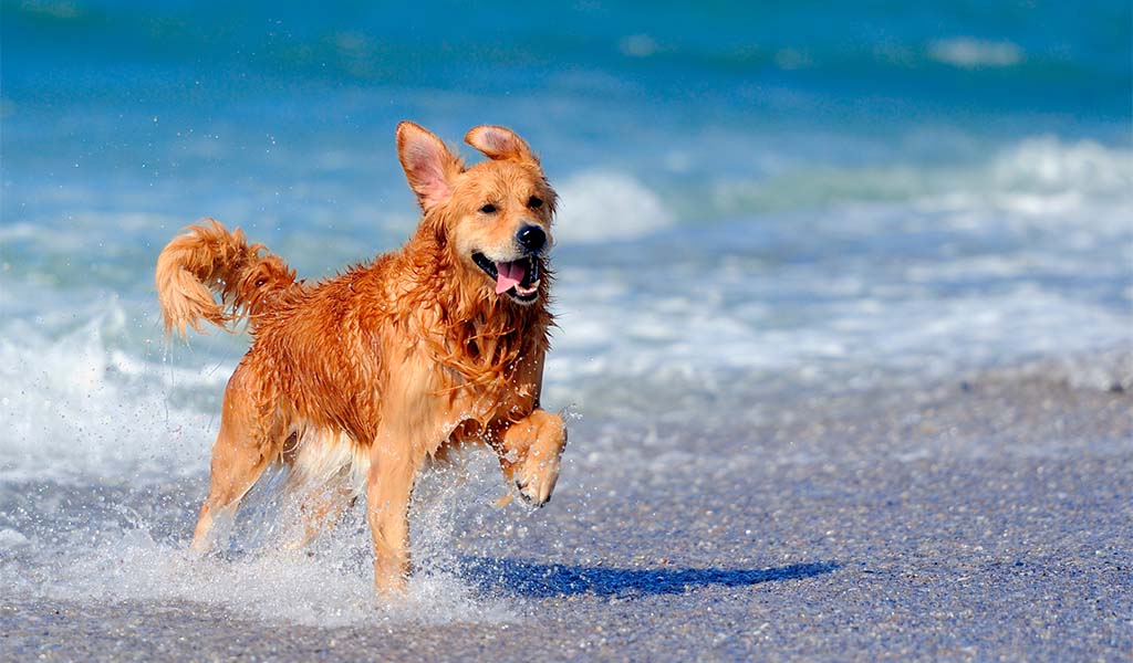 playas para perros en tenerife