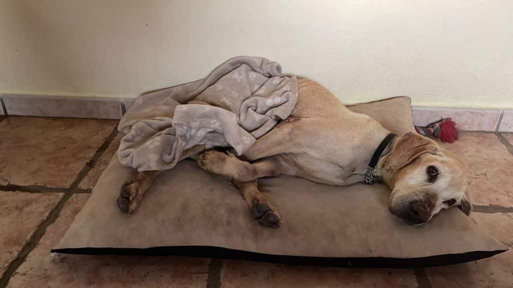 Giro inesperado en el caso de Canelo, el perro 'desnutrido' hallado en Gran Canarias