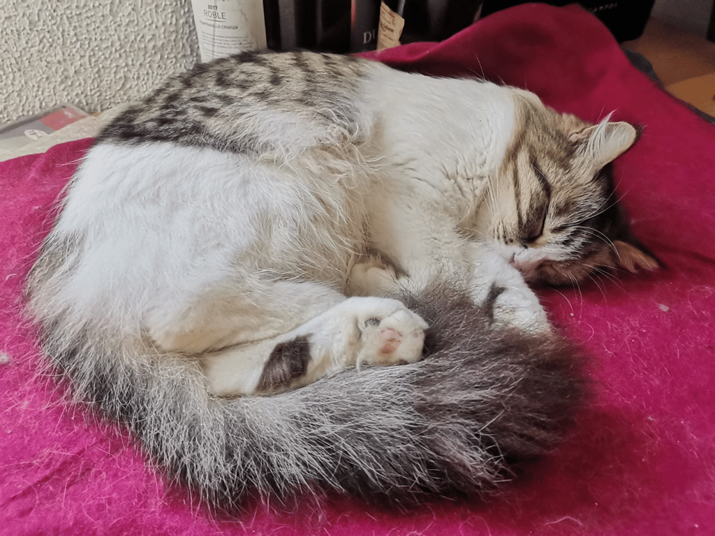 Graciela, la grancanaria que busca acogida temporal para sus 8 gatos