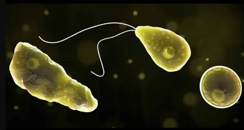 Nuevo caso de infección de la mortal ameba comecerebros en un lago de EE.UU.