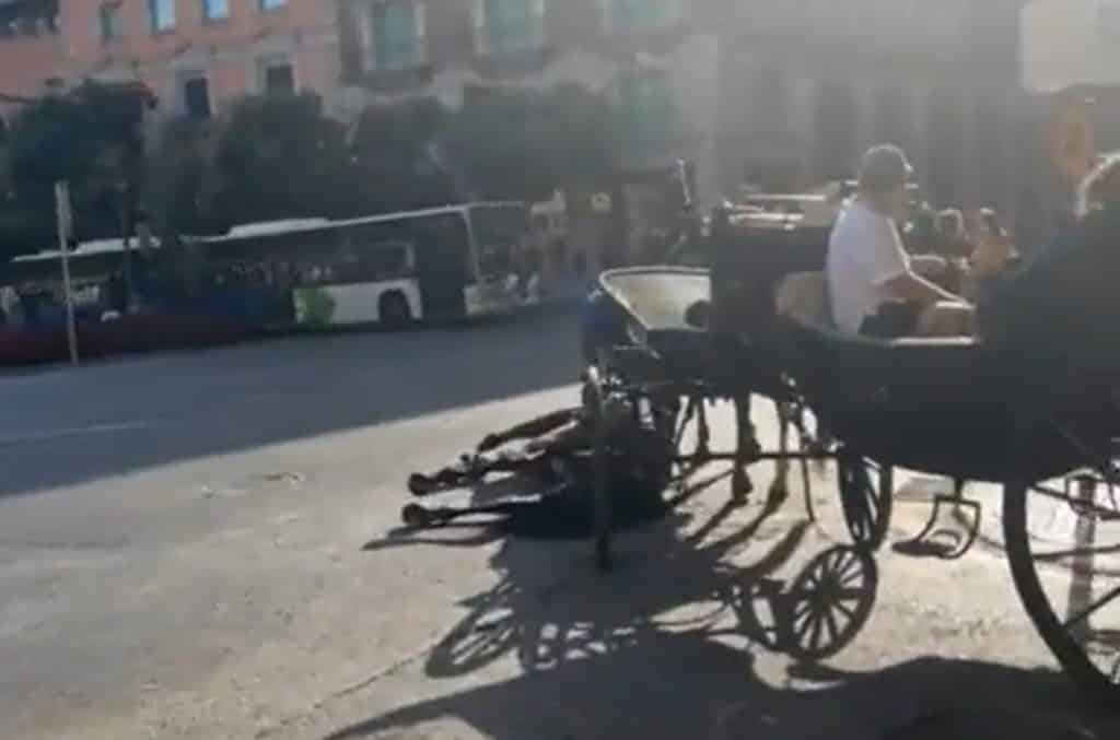 Un caballo se desploma sobre el asfalto y los turistas deciden no bajarse del carro