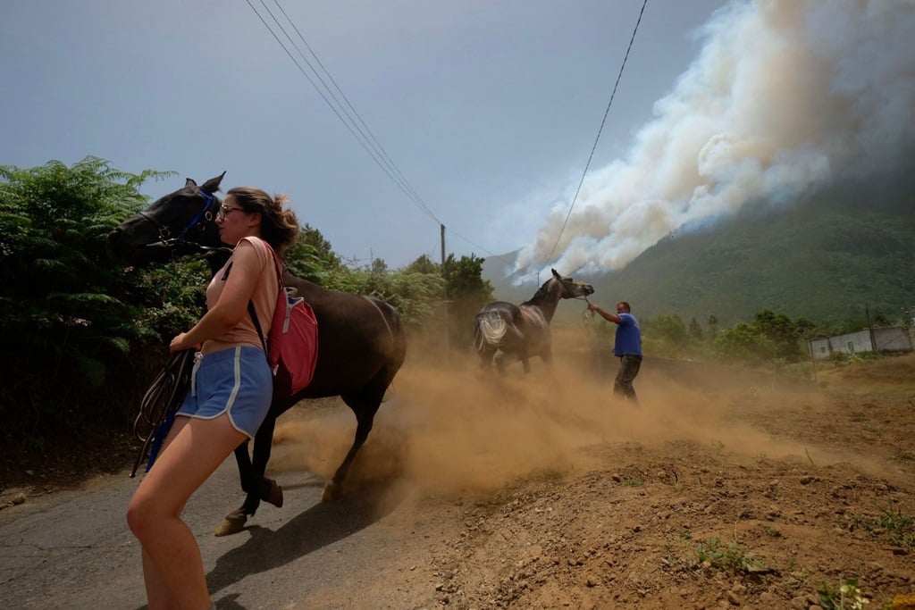 Más de 15.000 animales podrían haber muerto por el incendio de Tenerife