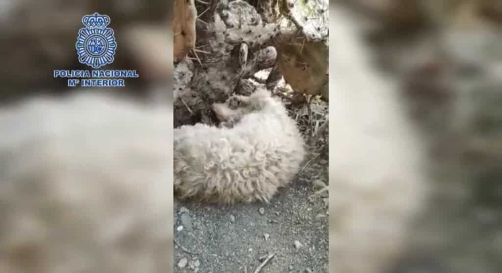Nuevo caso de maltrato animal en Canarias: estrangula a su mascota y la tira a un descampado