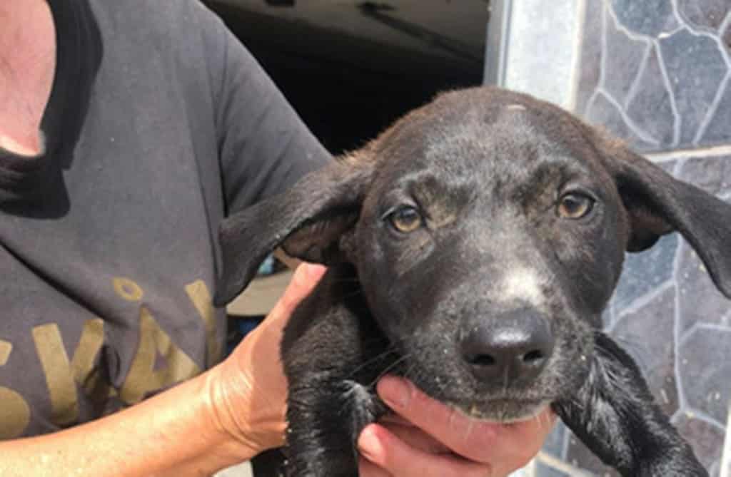 Encuentran un cachorro agonizando en un contenedor en plena ola de calor en Canarias