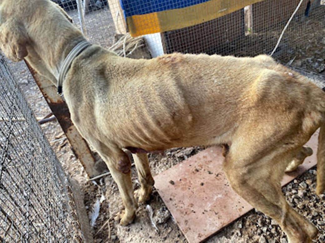 Encuentran a un perro desnutrido y con signos de maltrato que pudo huir de un en Canarias