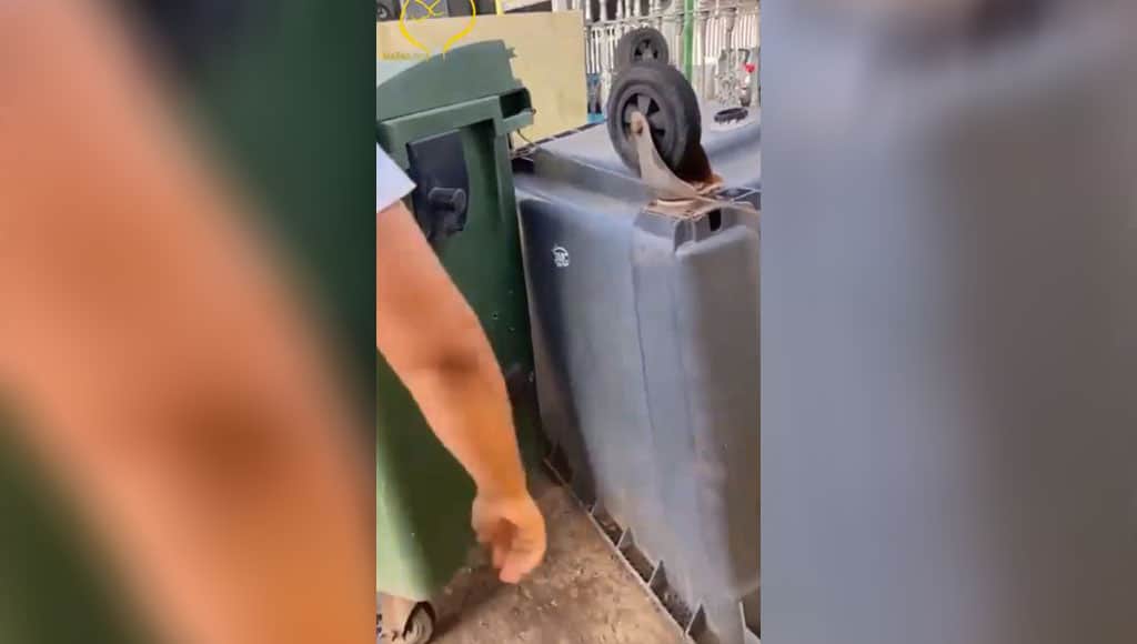 Abandonan un cachorro dentro de un contenedor a más de 35 grados