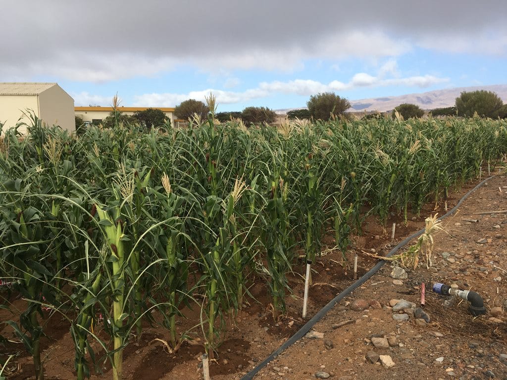 Canarias investiga el uso de carbón vegetal en los suelos agrícolas degradados