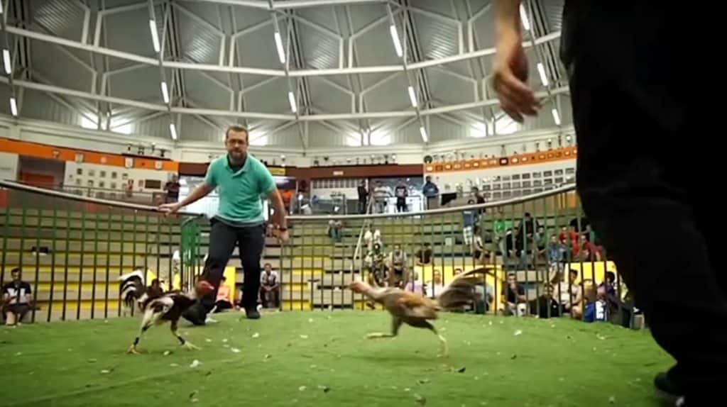 Una pelea de gallos en Canarias. Federación Gallística Canaria