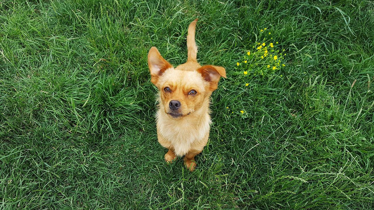 Los perros también lloran de alegría